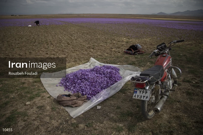 Harvesting Saffron