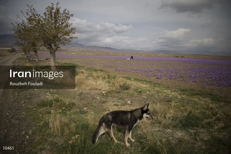 Harvesting Saffron