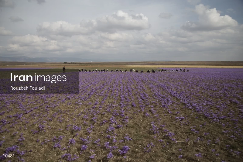 Harvesting Saffron