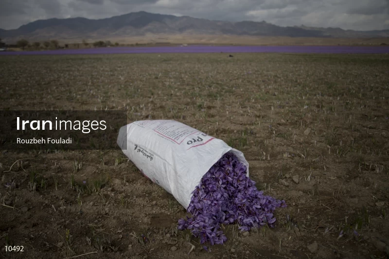Harvesting Saffron