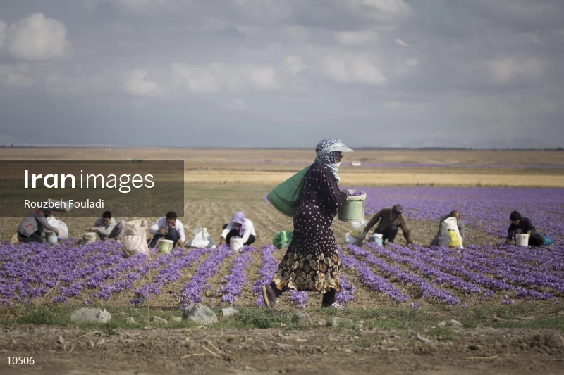 Harvesting Saffron