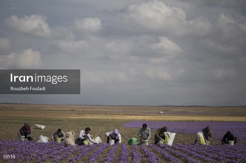 Harvesting Saffron