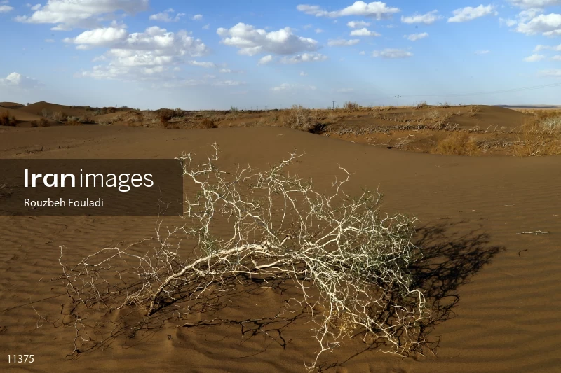Mesr desert