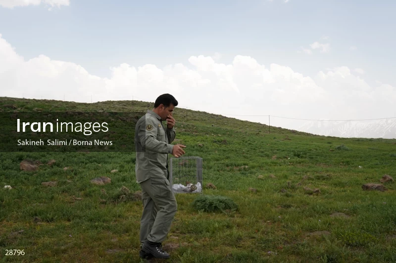 Releasing several species of birds in Lar National Park