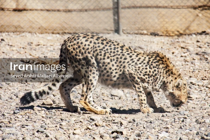 Delbar, Asiatic cheetah