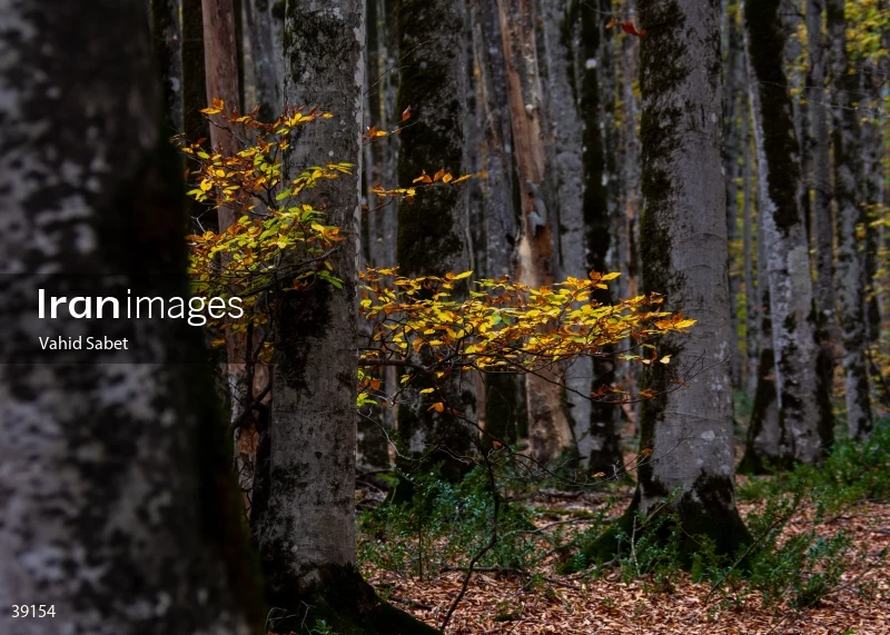 Sangdeh Beech Forest