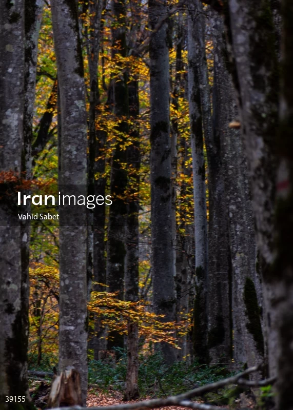Sangdeh Beech Forest