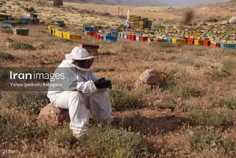 Reza, A Beekeeper