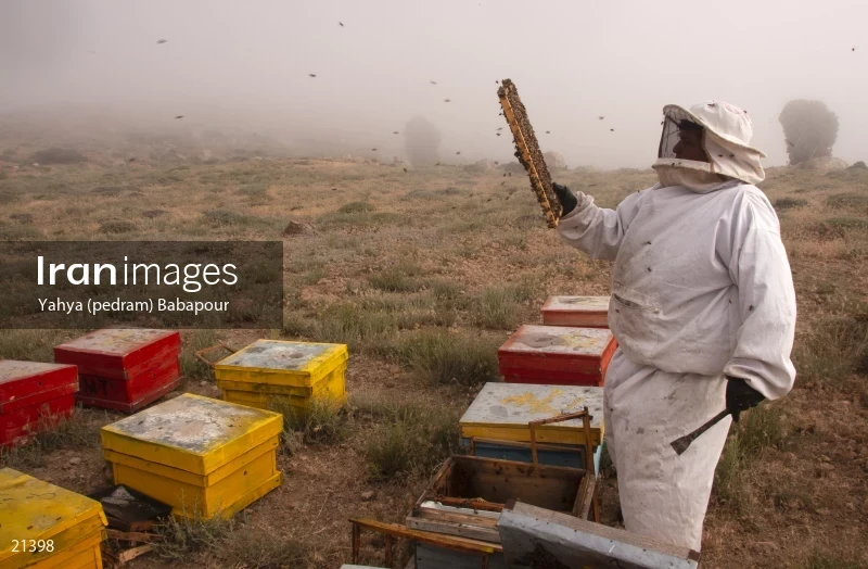 Reza, A Beekeeper
