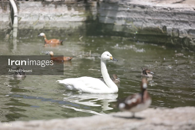 White Swan