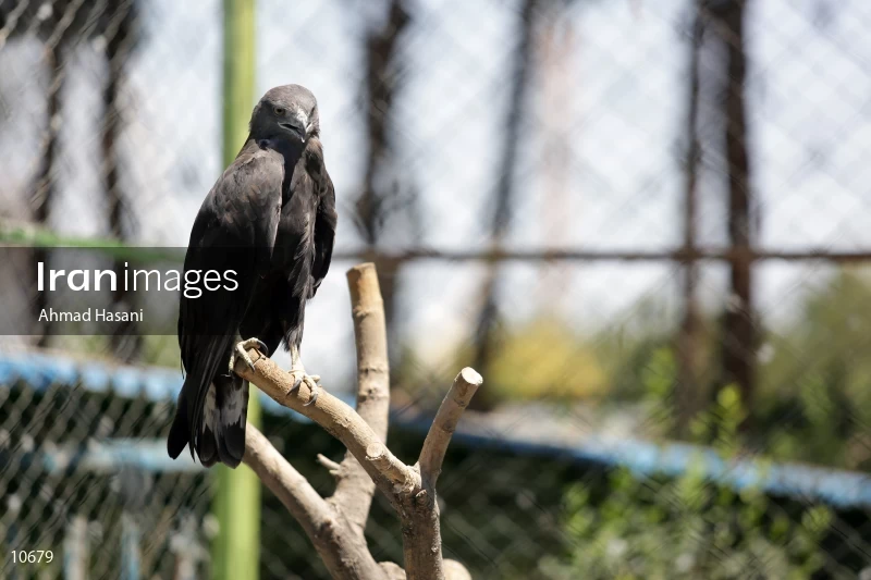Hawk
