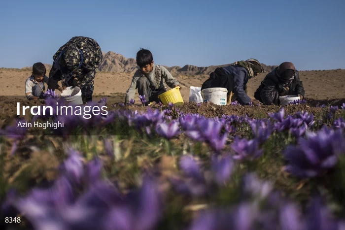 Harvesting saffron