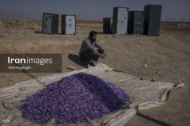 Harvesting saffron