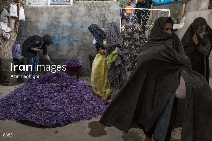 Harvesting saffron