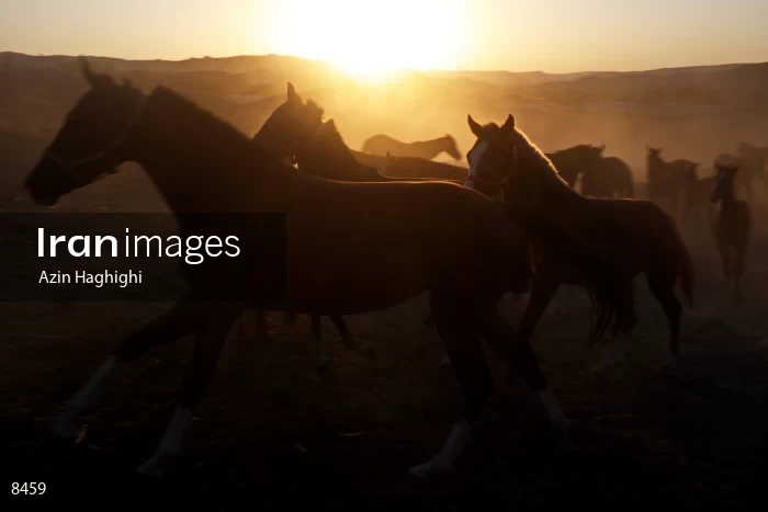 Horses in Turkmens festivities