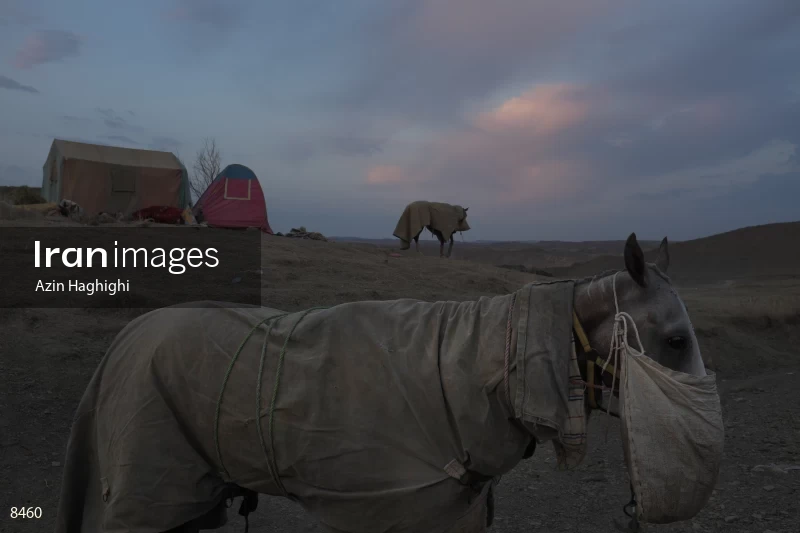 Horses in Turkmens festivities