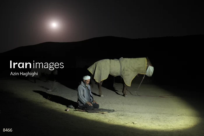 Horses in Turkmens festivities
