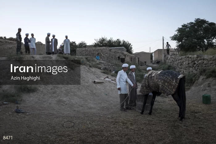 Horses in Turkmens' festivities