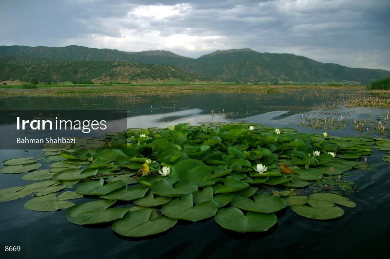 water lilies on Zarivar lake