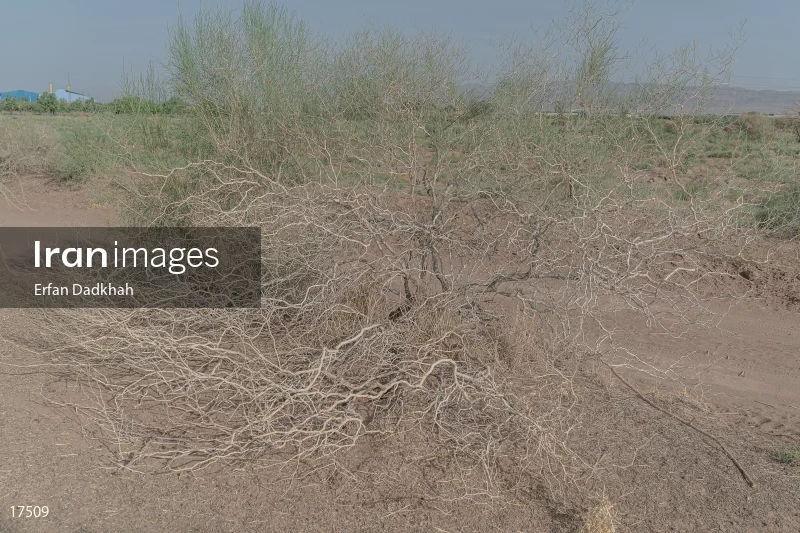 Subsidence sinkin in Iran
