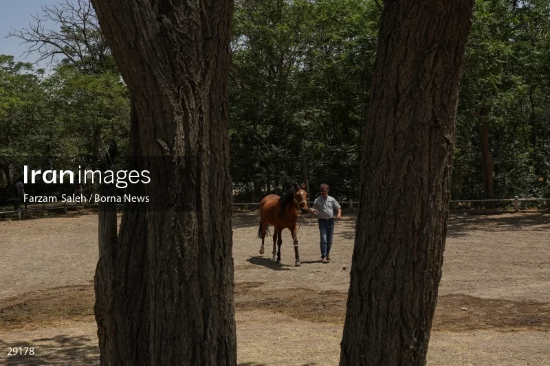 Armos Cup international horse jumping competition