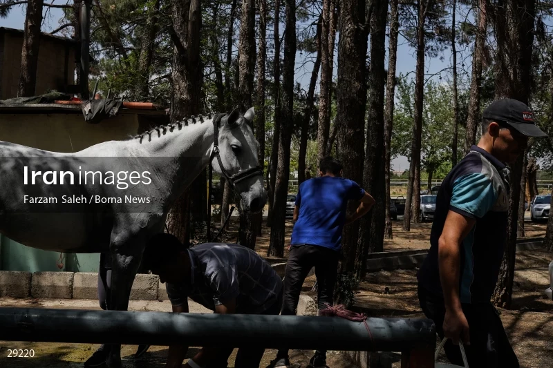 Armos Cup international horse jumping competition