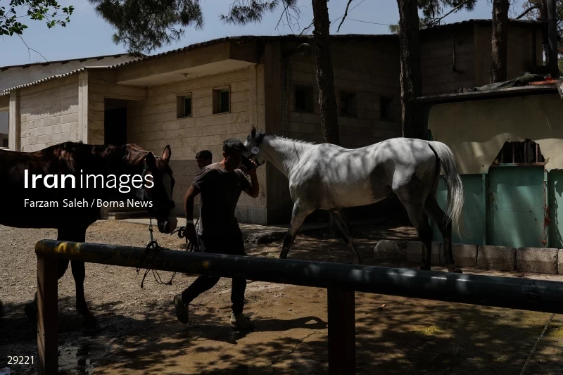 Armos Cup international horse jumping competition
