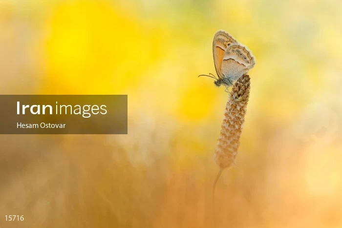 Coenonympha saadi