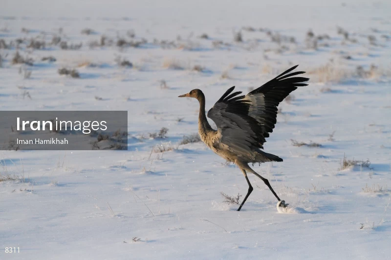 Common Crane in Meighan wetland
