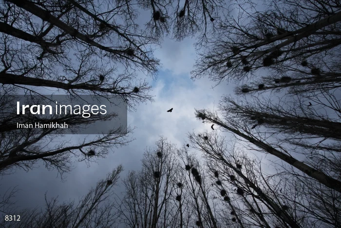 Plane trees in Hamedan