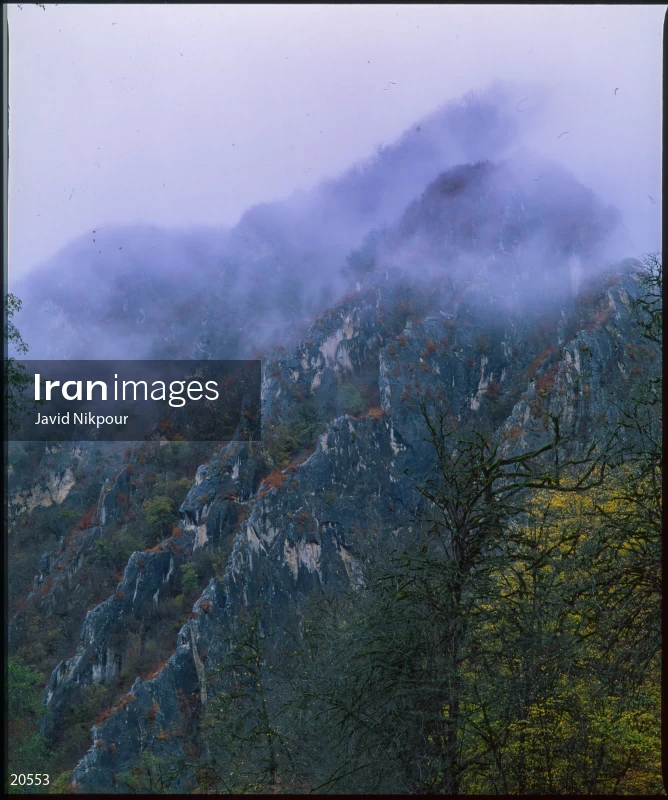 Tuskestan Forest