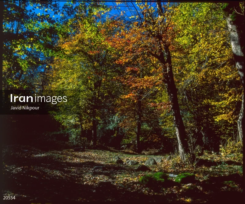 Tuskestan Forest