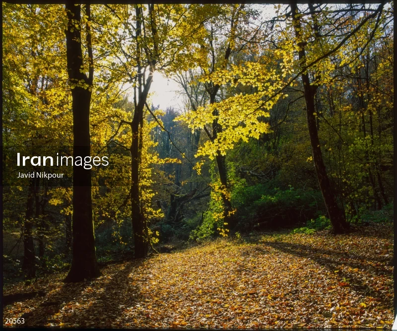 Shashtkola Forest