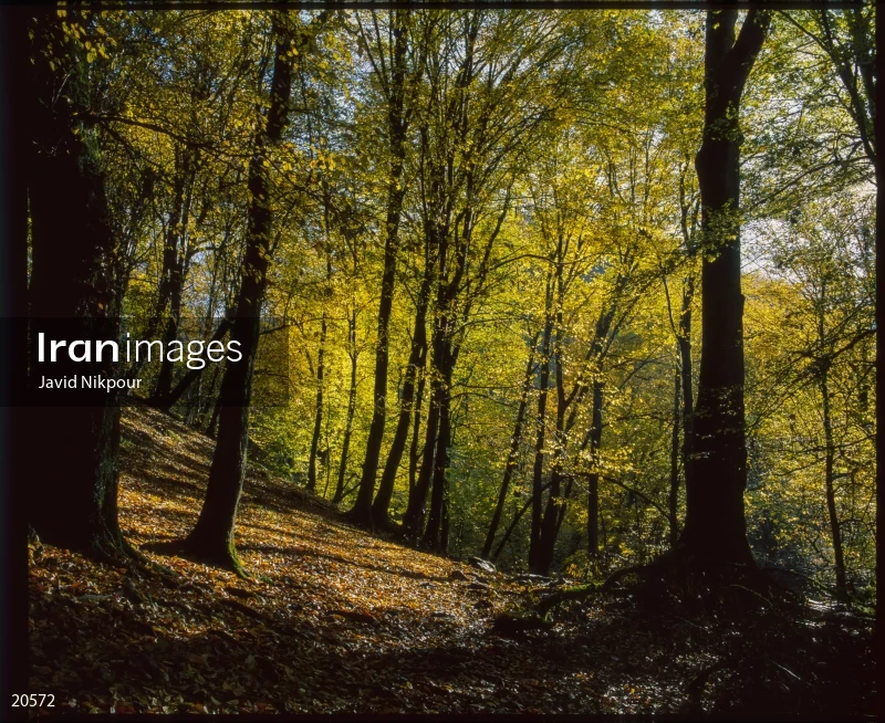Shirabad Forest