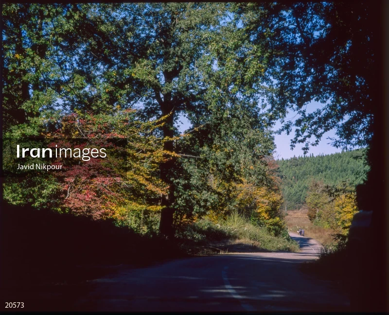 Shirabad Forest