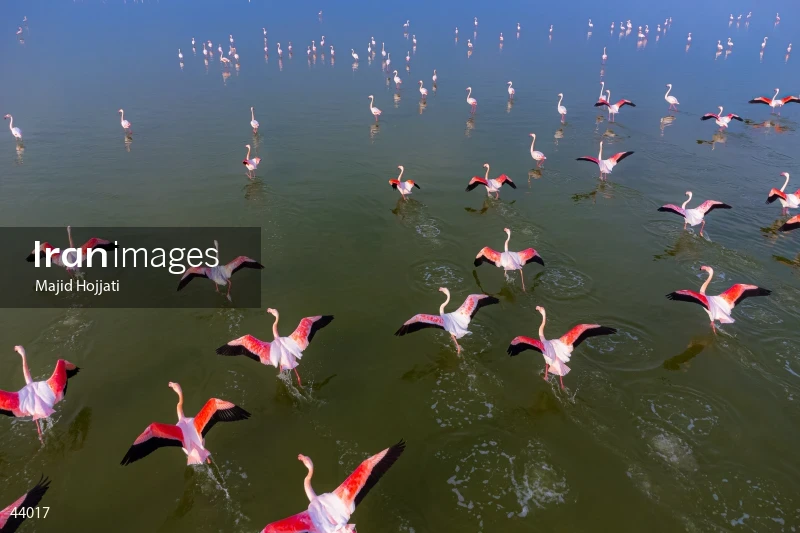 The Return of Flamingos to Gorgan Bay