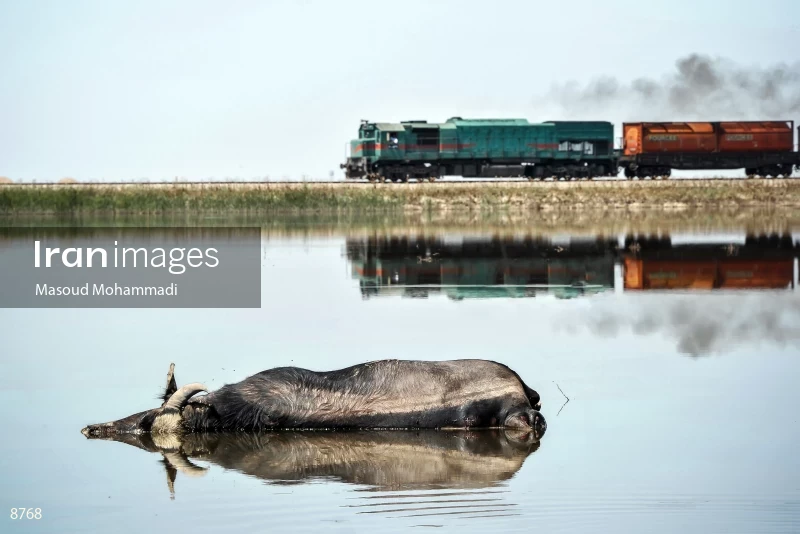 Drowned buffalo