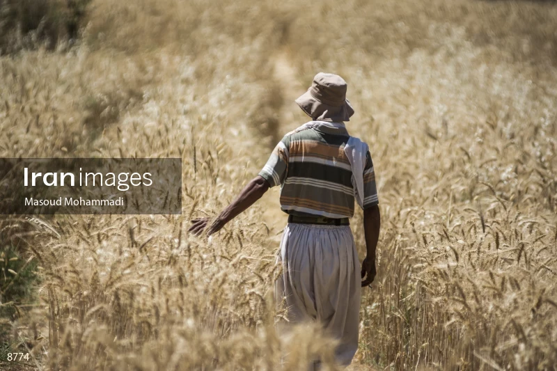 Wheat harvest in Khuzestan
