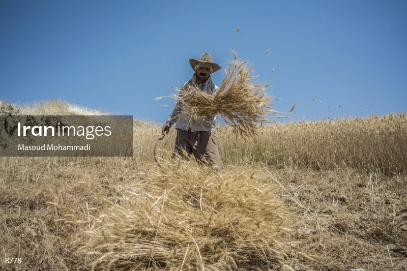 Wheat harvest in Khuzestan
