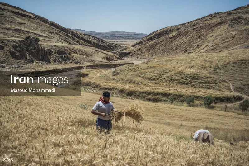 Wheat harvest in Khuzestan