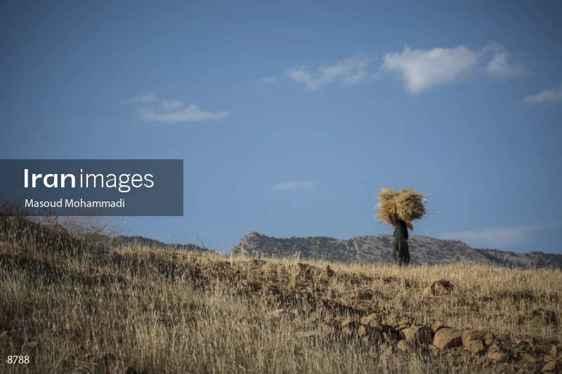 Wheat harvest in Khuzestan