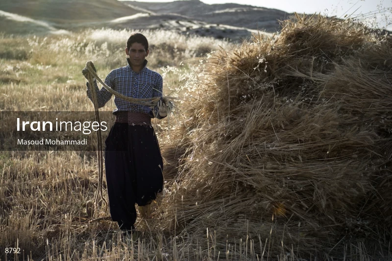 Wheat harvest in Khuzestan