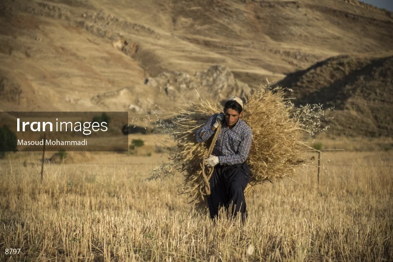 Wheat harvest in Khuzestan