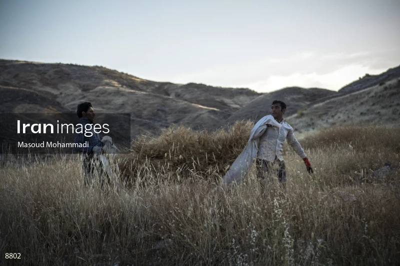 Wheat harvest in Khuzestan
