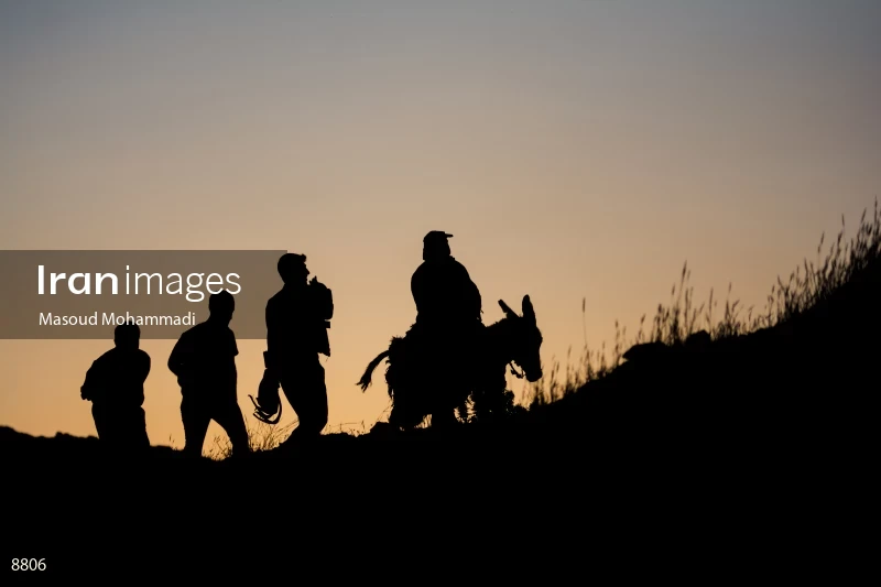 Wheat harvest in Khuzestan