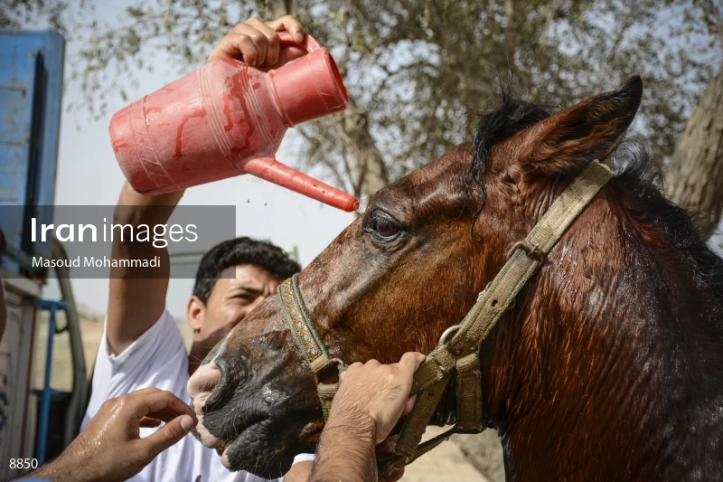 7th Annual Nomads Horse Riding Race