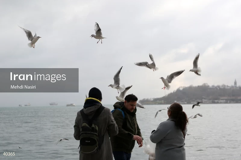 Seabirds of the Galataport