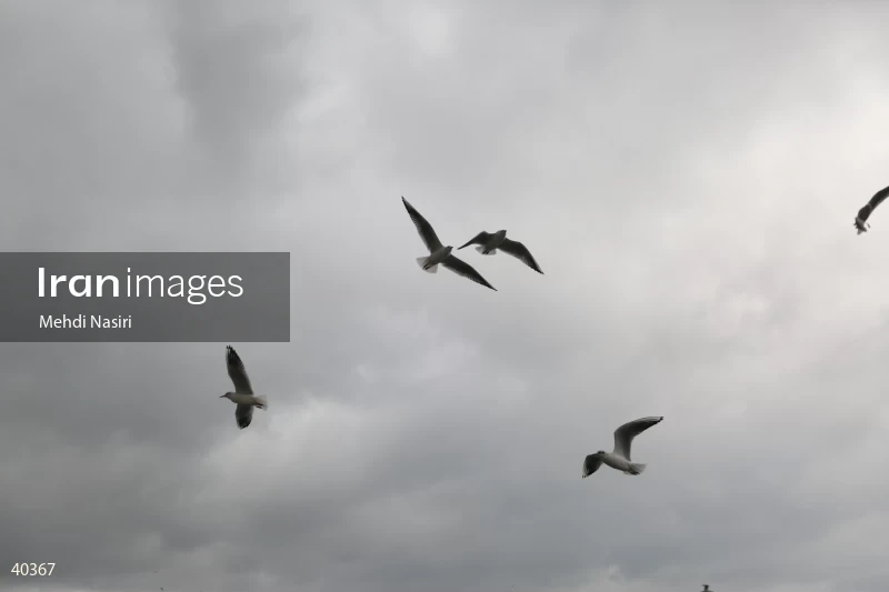 Seabirds of the Galataport