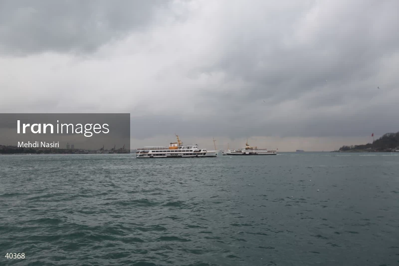 Seabirds of the Galataport