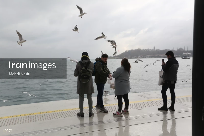 Seabirds of the Galataport